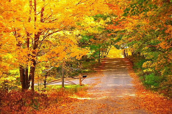 Autumn Road Home Greeting Card for Sale by Terri Gostola