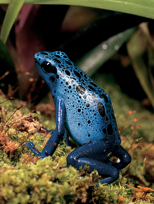 Poison Dart Frog T-shirt. Every Purchase Helps Protect Rainforests