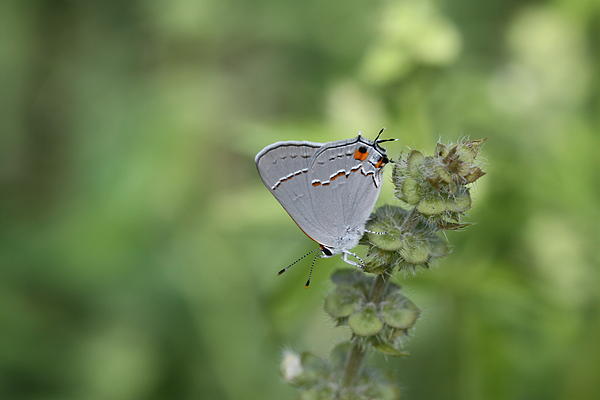 Baby Butterfly Greeting Card for Sale by Paul English