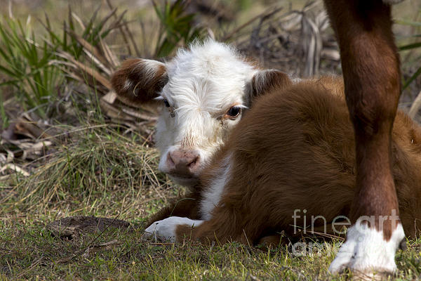 Meg Rousher - Baby Calf Photo