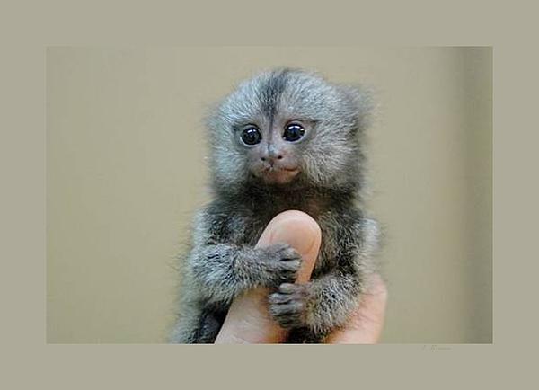 marmosets finger monkeys for sale janda exotics animal ranch united states on how to purchase a finger monkey