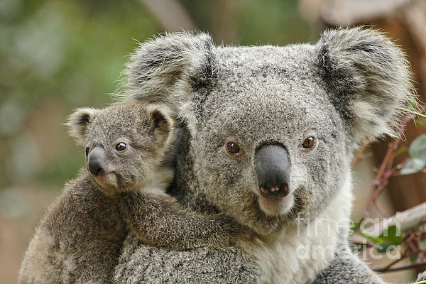 Baby Koala with Mom Zip Pouch