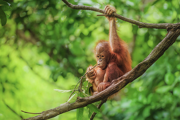 Baby Orangutan In Borneo Zip Pouch by Gethinlane 