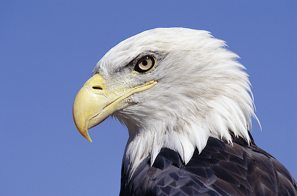 Bald Eagle Head Jigsaw Puzzle