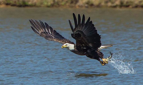 https://images.fineartamerica.com/images-medium-5/bald-eagle-just-having-caught-fish-mark-gottlieb.jpg