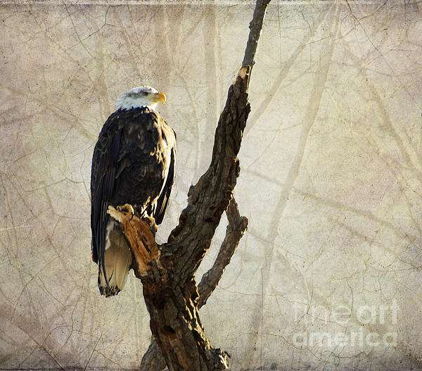 Luther Fine Art - Bald Eagle Keeping Watch in Illinois