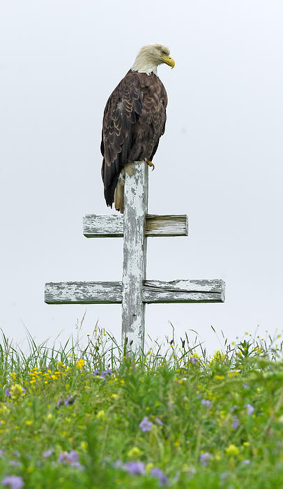 Bald Eagle on Grave Marker Tote Bag by Dawn Wilson Fine Art America