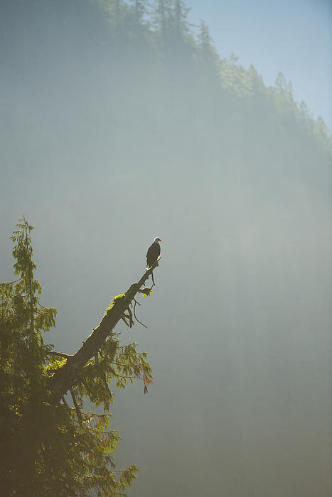 Eagle Art