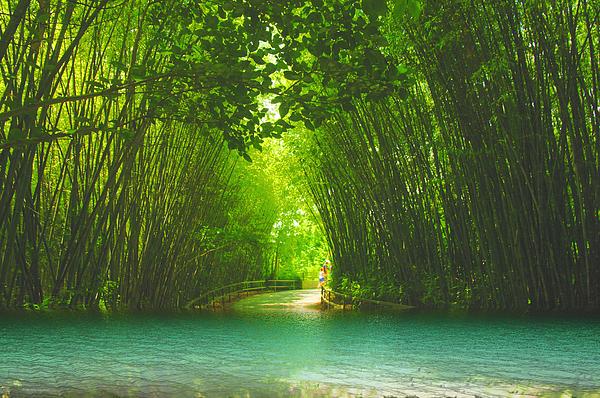 Dennis Baswell - bamboo path to  Blue Lagoon 