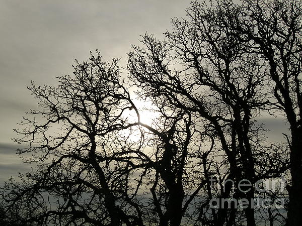 Winter Photographs