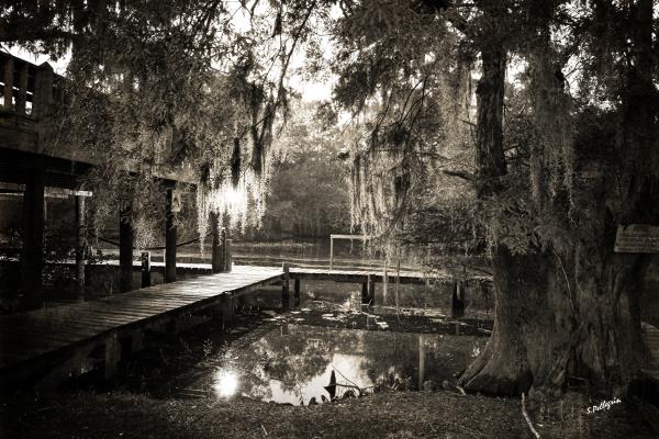 Scott Pellegrin - Louisiana Bayou Evening - toned