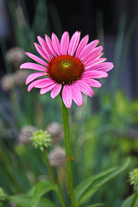 Deborah Bowie - Beauty of A Pink Cone Flower
