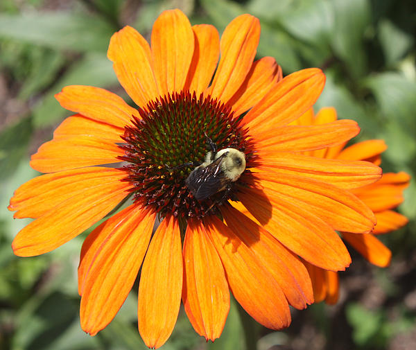 John Telfer - Bee on Flower