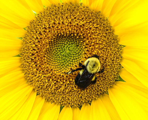 Download Bee On Sunflower Greeting Card For Sale By Photographic Arts And Design Studio