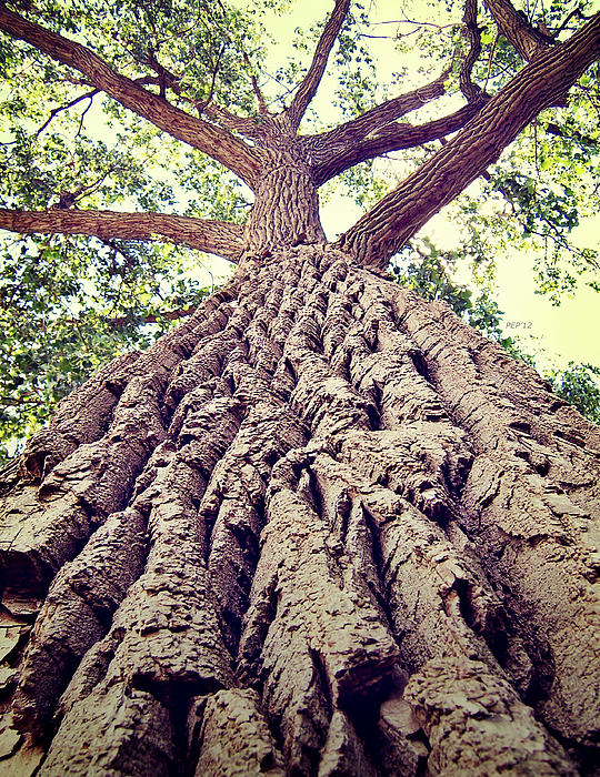 https://images.fineartamerica.com/images-medium-5/big-tree-bark-phil-perkins.jpg