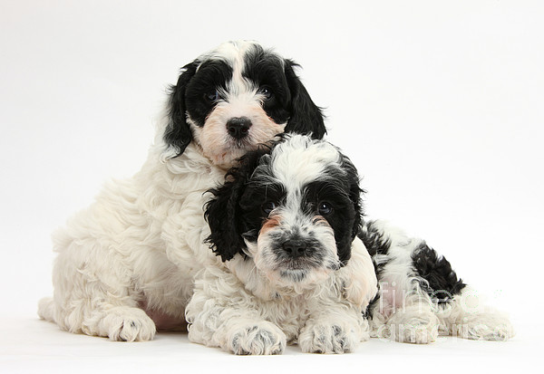 https://images.fineartamerica.com/images-medium-5/black-and-white-cavapoo-puppies-mark-taylor.jpg