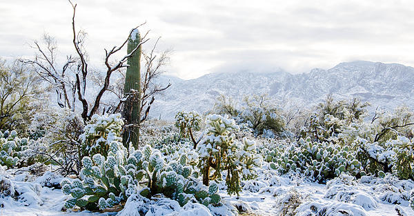 Tucson Photographs