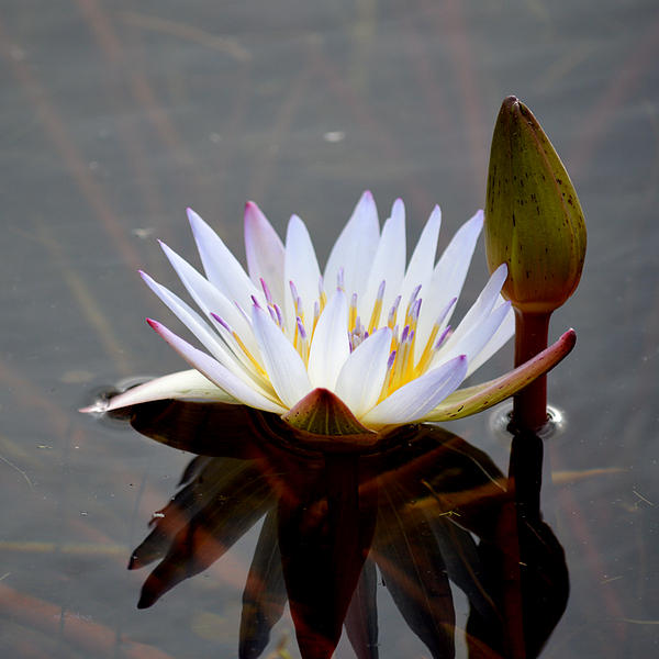 Blue Egyptian Waterlily - by rd Erickson