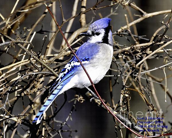Gert J Rheeders - Blue Jay Bird  Sitting on a Branch H a