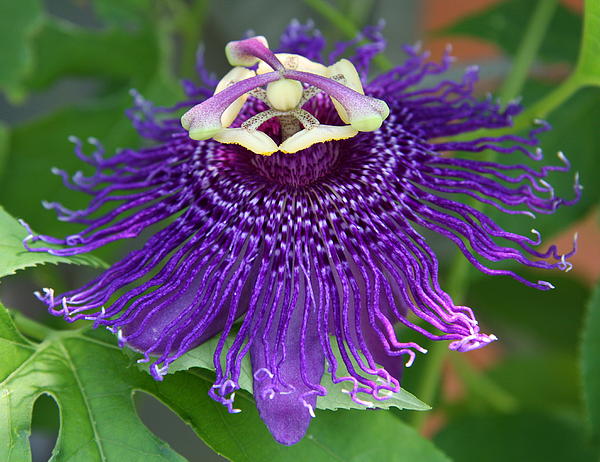 Christiane Schulze Art And Photography - Blue Passion Flower