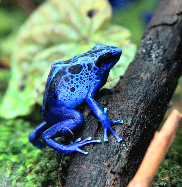 Frog (Blue Poison Dart)