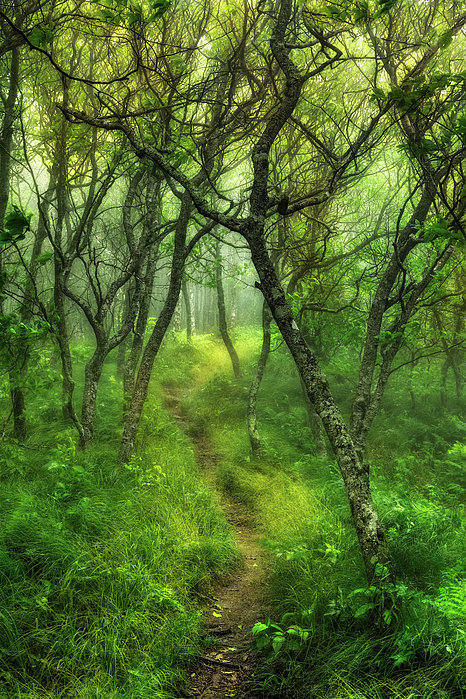 Dan Carmichael - Blue Ridge - Hiking Trail Through Trees in Fog I