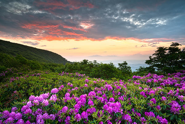 Dave Allen - Blue Ridge Parkway Sunset - Craggy Gardens Rhododendron Bloom