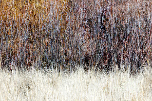 Elena Elisseeva - Blurred brown winter woodland background