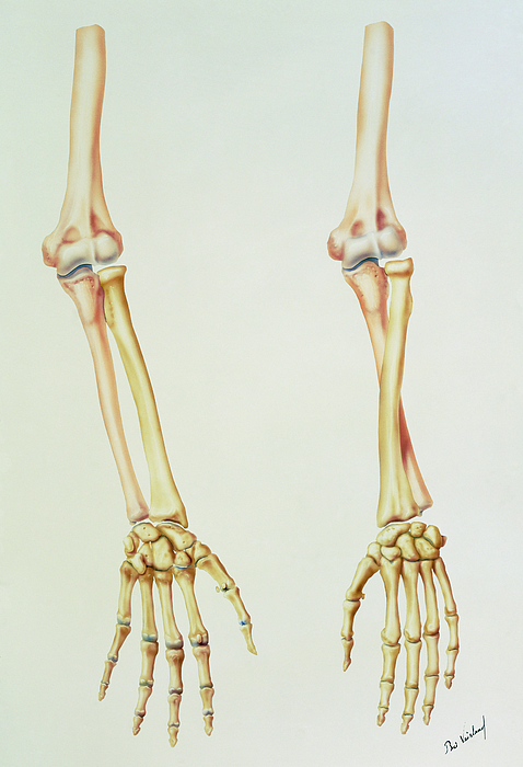Supination and Pronation: What It Means for the Foot and Arm
