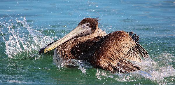 Pelican Wings Coffee Mug by Paulette Thomas - Pixels