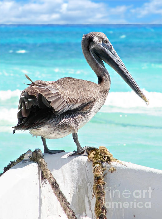 Sylvie Bouchard - Brown pelican on boat