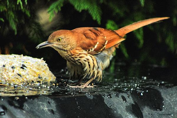 Dennis Baswell - Brown Thrasher