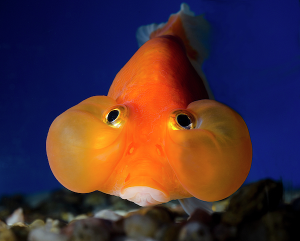 Big eyed online goldfish