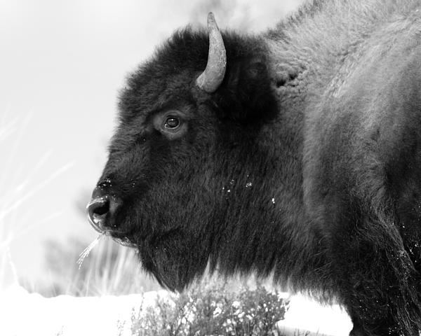 Buffalo Black And White by Brandon Ostermiller