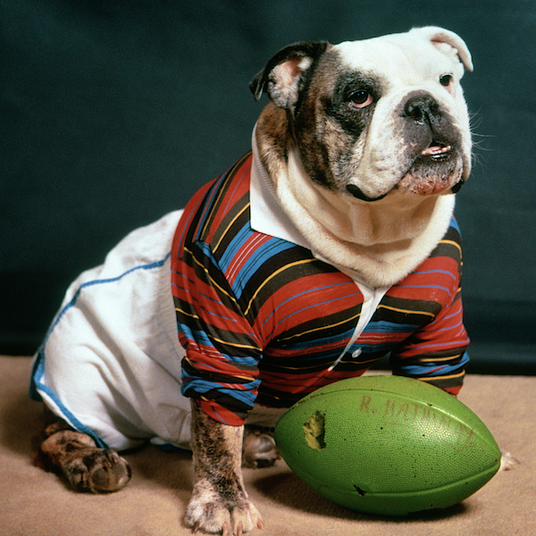 Boston Red Sox Dog Throwback Jersey