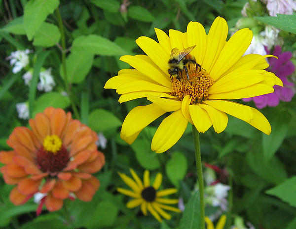 Bumble bee bumblebee on flower in early spring Bath Towel by David