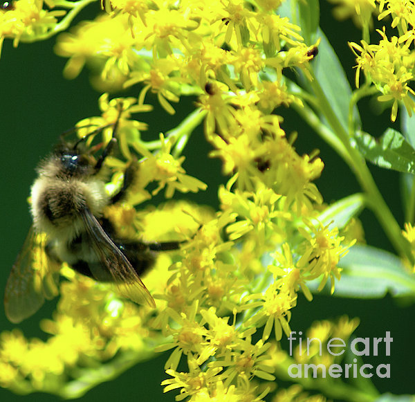 Bumble Bee Bath Towel by Optical Playground By MP Ray - Fine Art