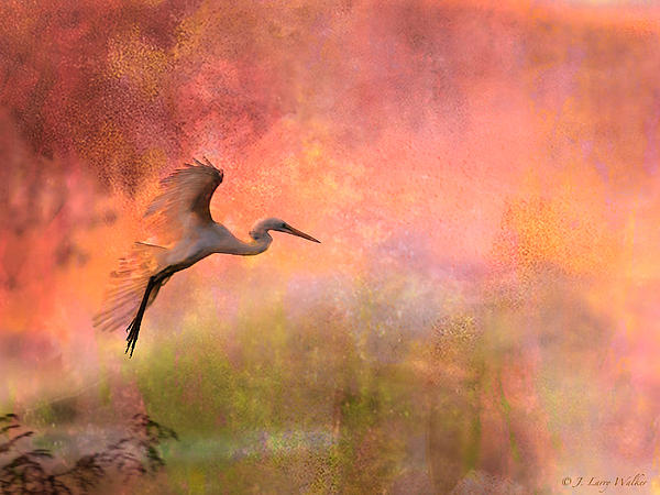 J Larry Walker - Burst Of Color Egret