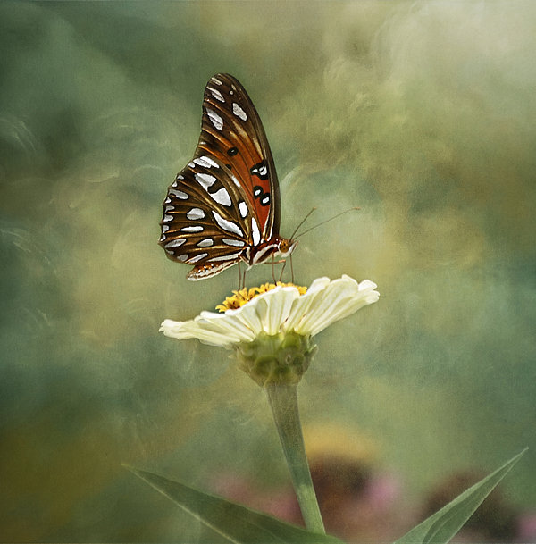 Kim Hojnacki - Butterfly Dreams