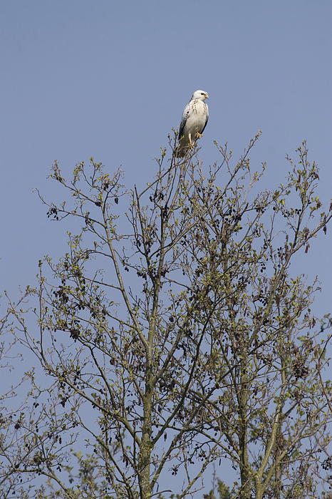 buzzard in tree in nature around wanneperveen Netherlands Greeting Card ...