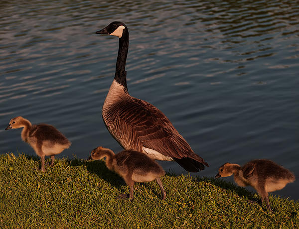 Flees Photos - Canadian Goose And Gosling