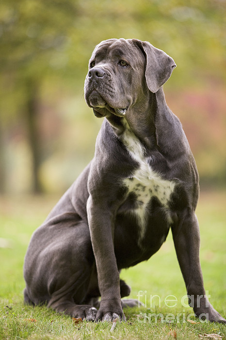 Cane Corso Duvet Cover