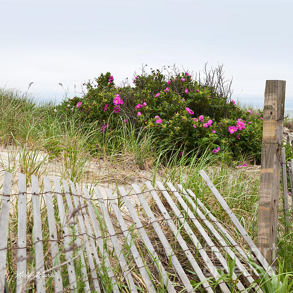 Beach Art