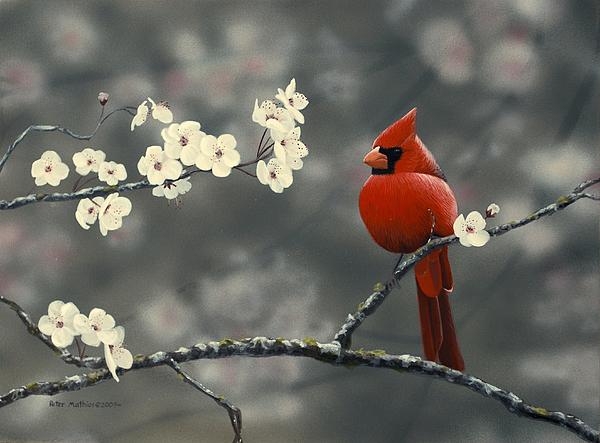Peter Mathios - Cardinal and Blossoms
