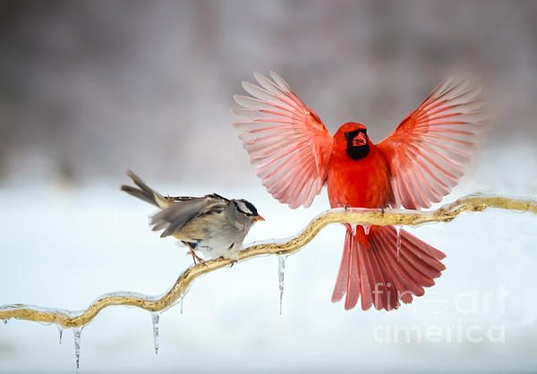 Cardinal In Flight by Warrena J Barnerd