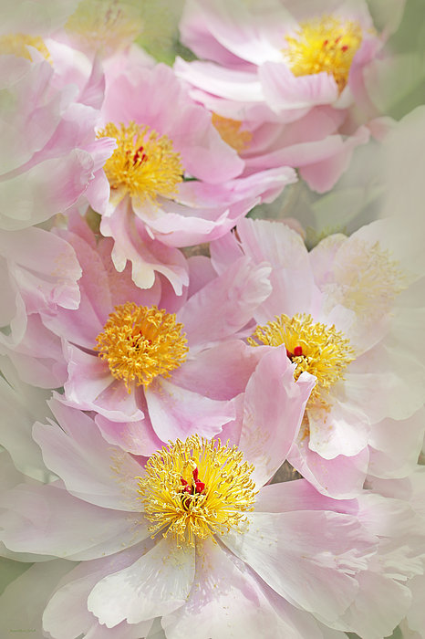 Jennie Marie Schell - Cascading Pink Peony Flowers