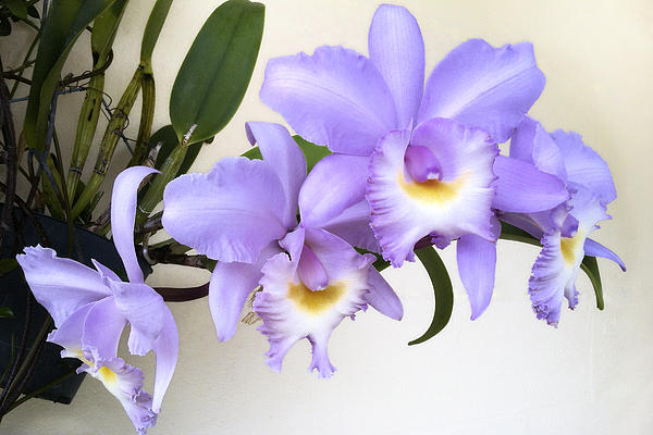 Bradford Martin - Cattleya Orchid