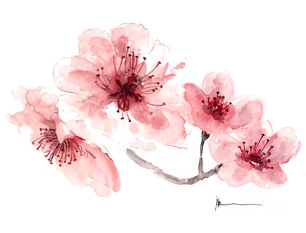 cherry blossom watercolour painting