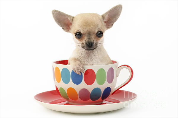 teacup chihuahua in a purse  Teacup chihuahua, Chihuahua puppies, Teacup chihuahua  puppies