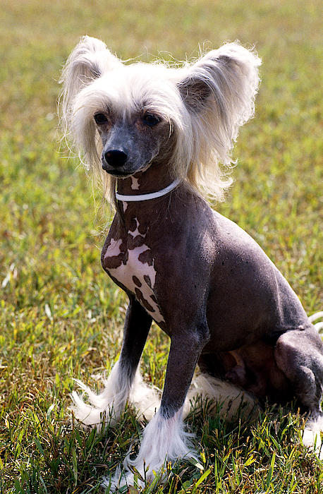 Как выглядит китайская собака Chinese Crested Blue Male Women's T-Shirt by Jeanne White - Pixels